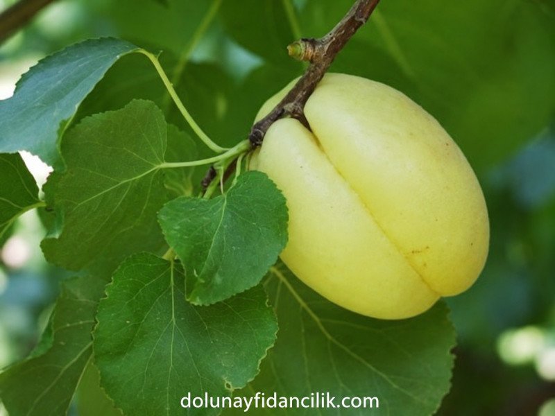 Apricos (Iğdır Şalak) Kayısı Fidanı