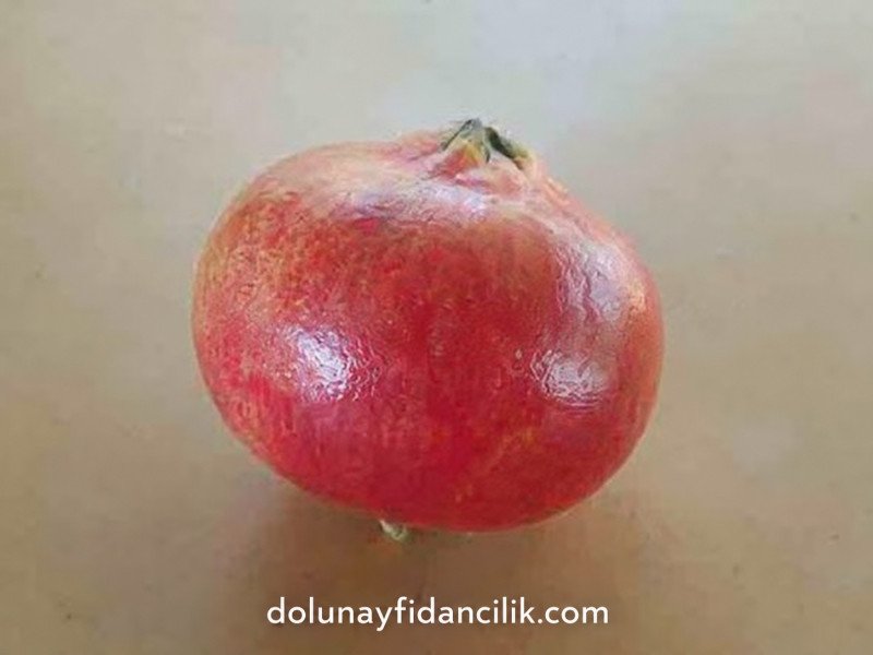 Kırmızı Çekirdeksiz Nar Fidanı