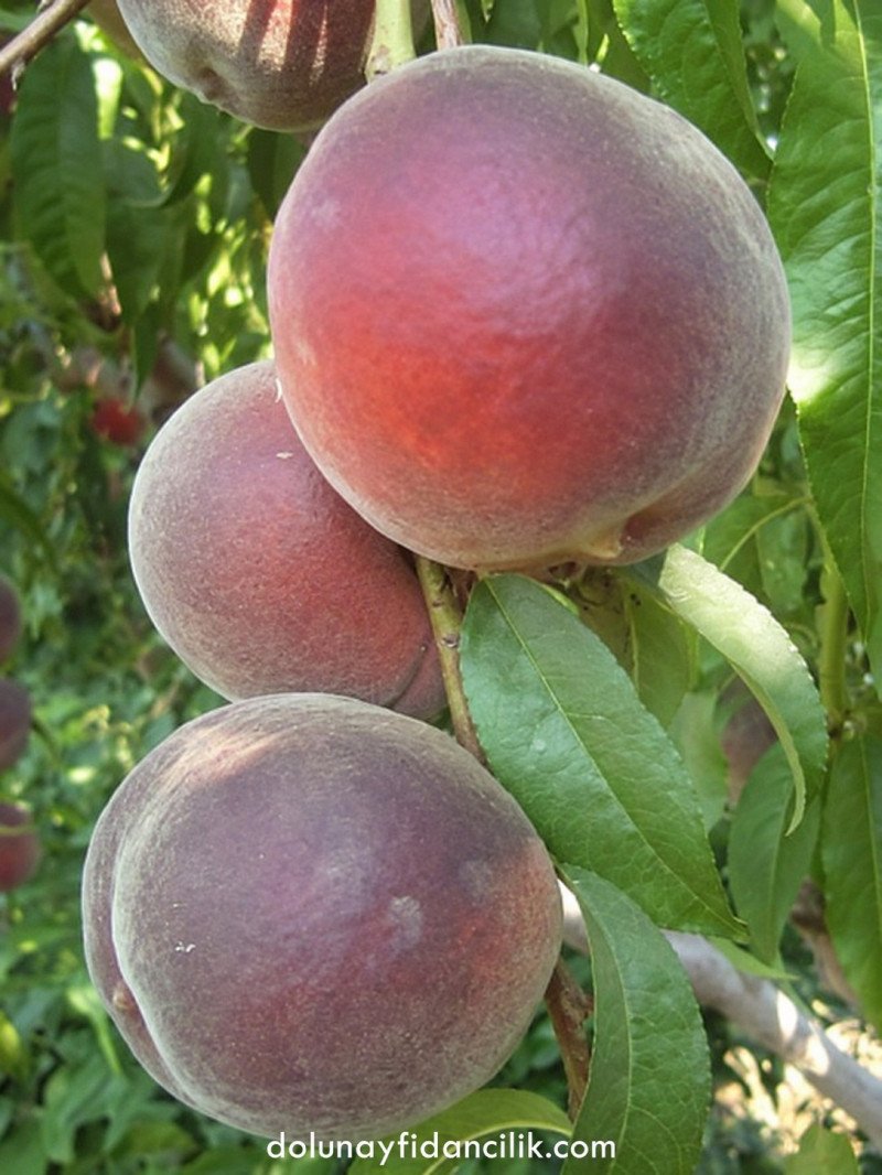 Royal Glory Şeftali Fidanı