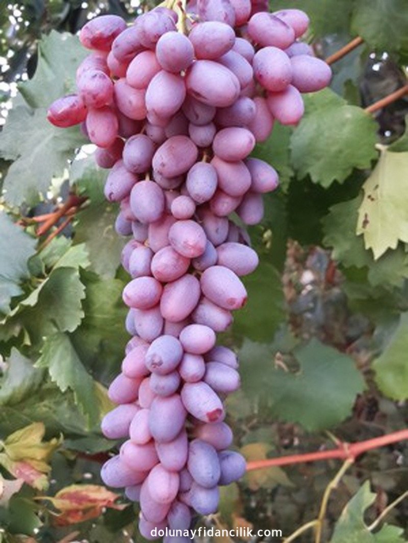 Crimson Seedless Asma Fidanı