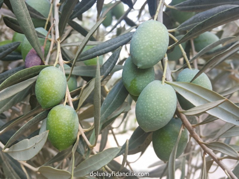 Memecik Zeytin Fidanı
