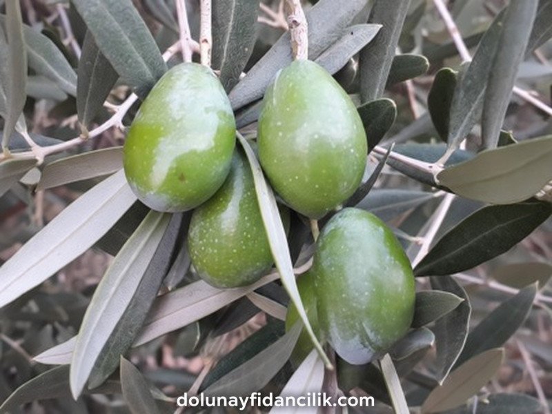 Çekişte Zeytin Fidanı