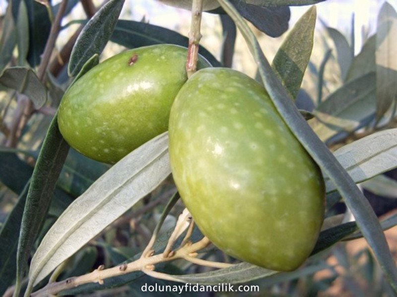 Ödemiş Eşek Zeytin Fidanı