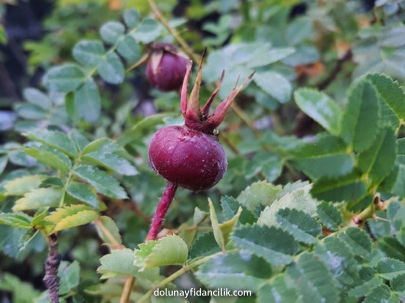 Siyah Meyveli Kuşburnu Fidanı (Rosa pimpinellifolia)