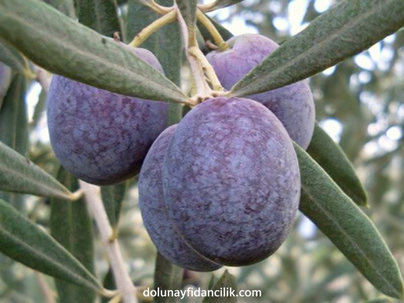 Gemlik (Trilye) Zeytin Fidanı