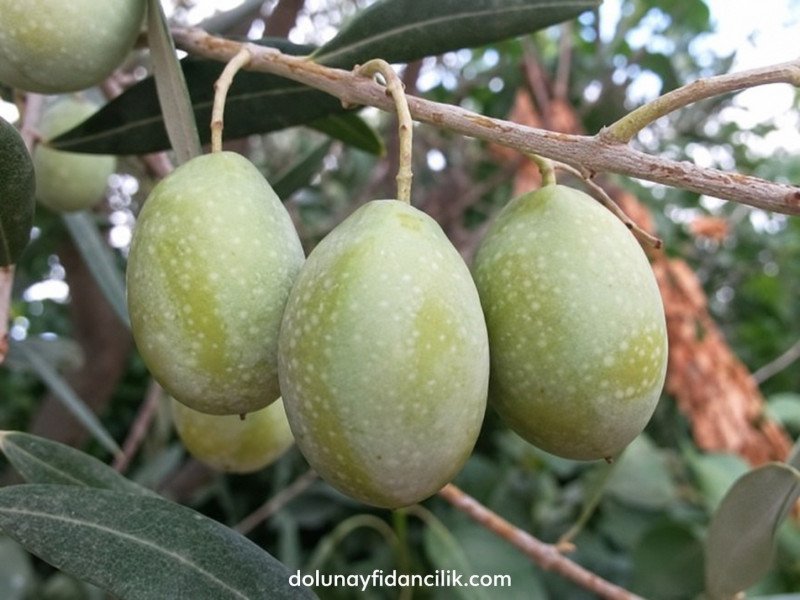 Domat Zeytin Fidanı