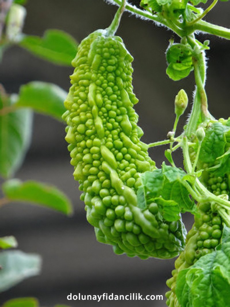Kudret Narı (Momordica) Fidanı