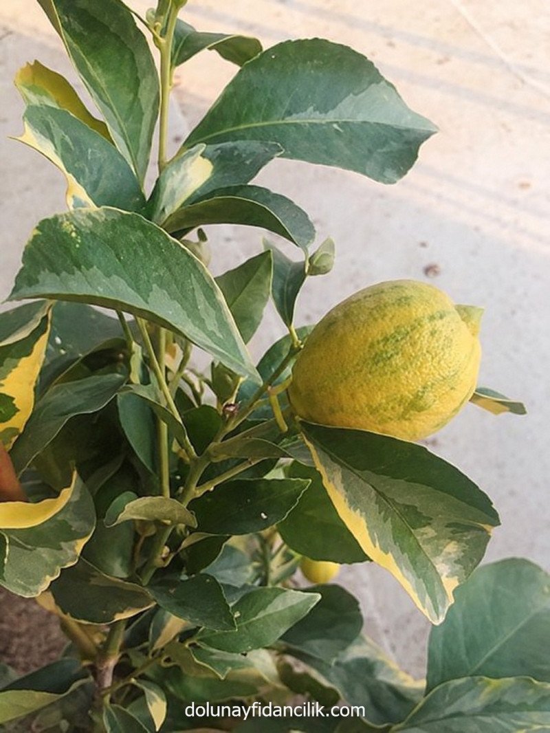 Alaca Yapraklı Limon Fidanı