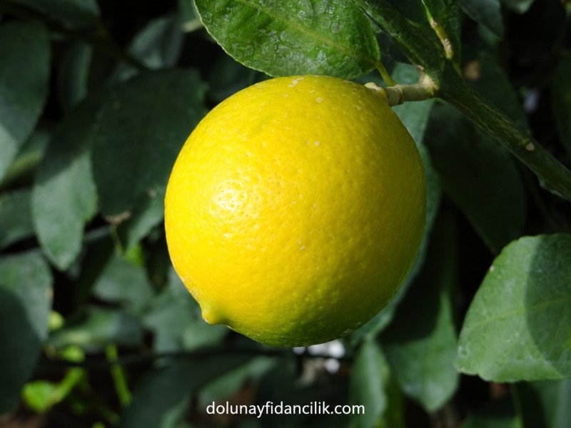 Meyer (Yediveren) Limon Fidanı