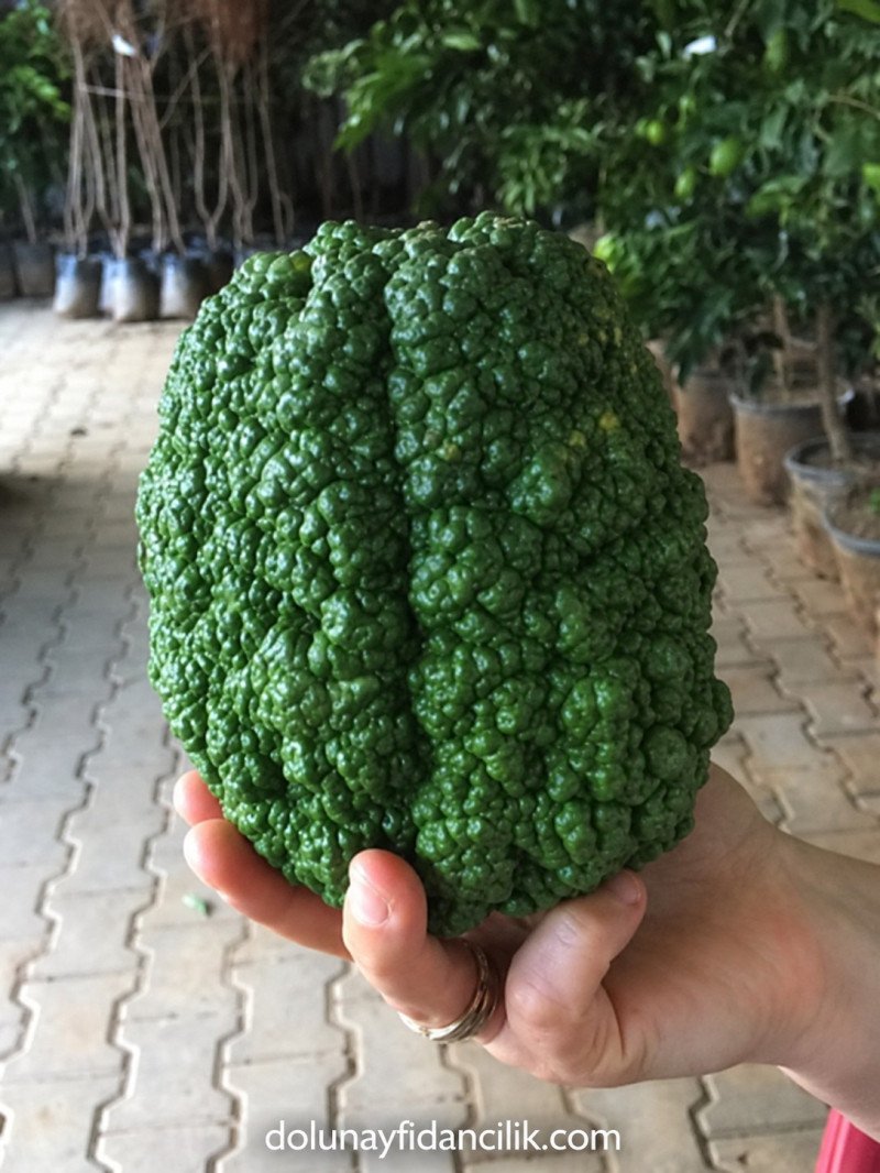 Bergamot Fidanı