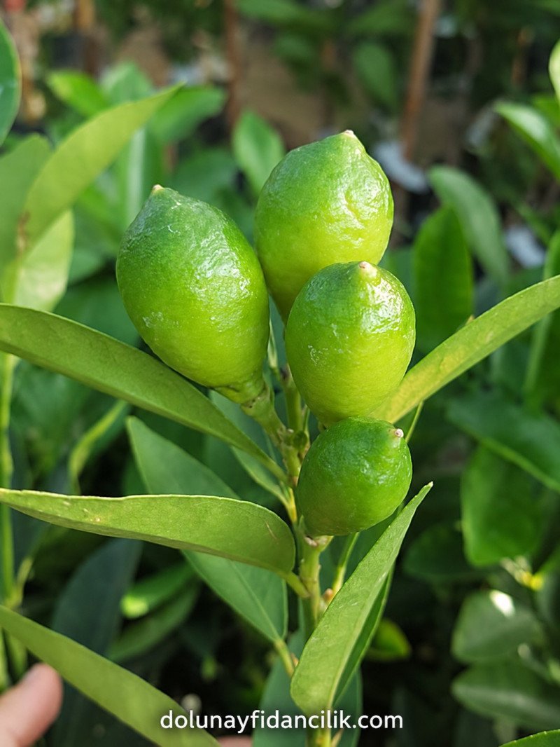 Tavares Bodur Misket Limon (Limequat) Fidanı