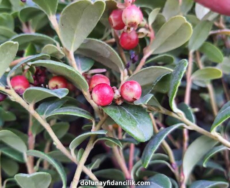 Miss Cherry Kekreyemiş Fidanı (Vaccinium vitis-idaea)