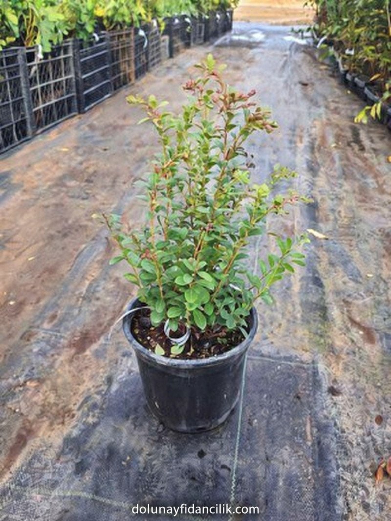 Red Pearl Kekreyemiş Fidanı (Vaccinium vitis-idaea)