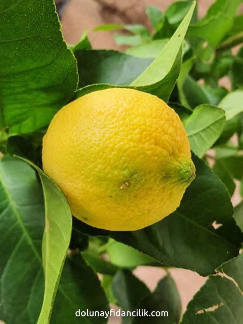 Zagara Bianca Limon Fidanı