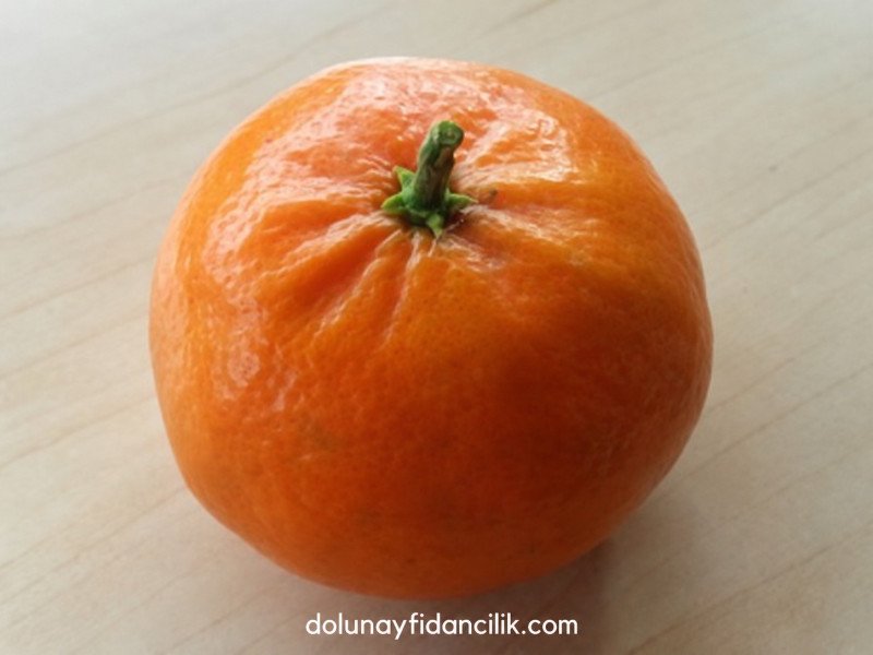 W. Murcott Mandalina Fidanı
