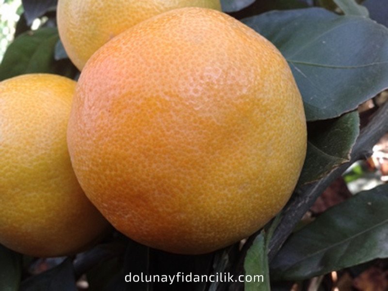 Okitsu Wase Mandalina Fidanı