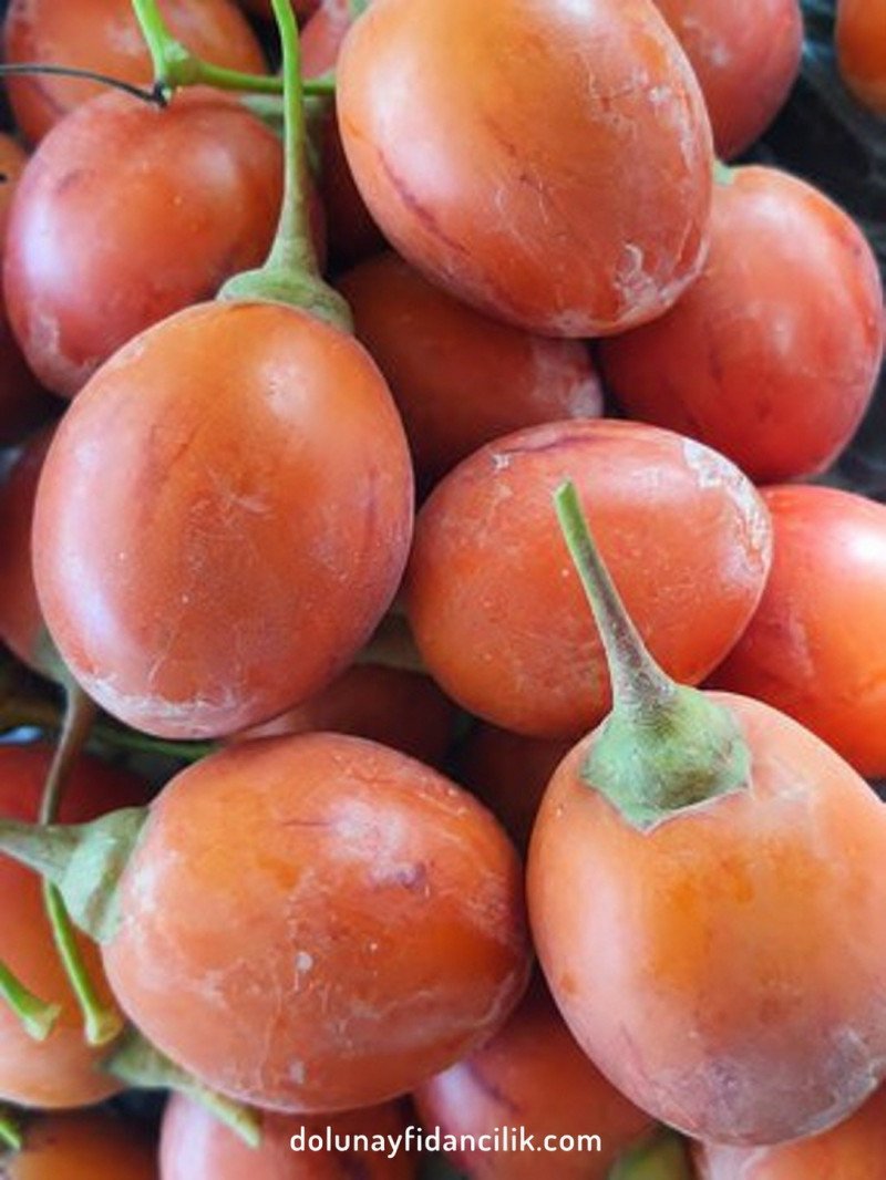 Tamarillo (Ağaç Domatesi) Fidanı