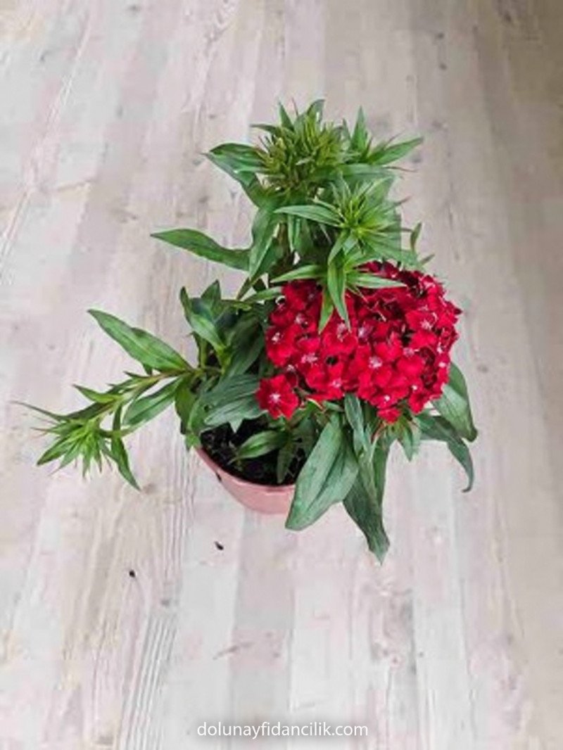 Hüsnüyusuf Çiçeği (Dianthus barbatus)