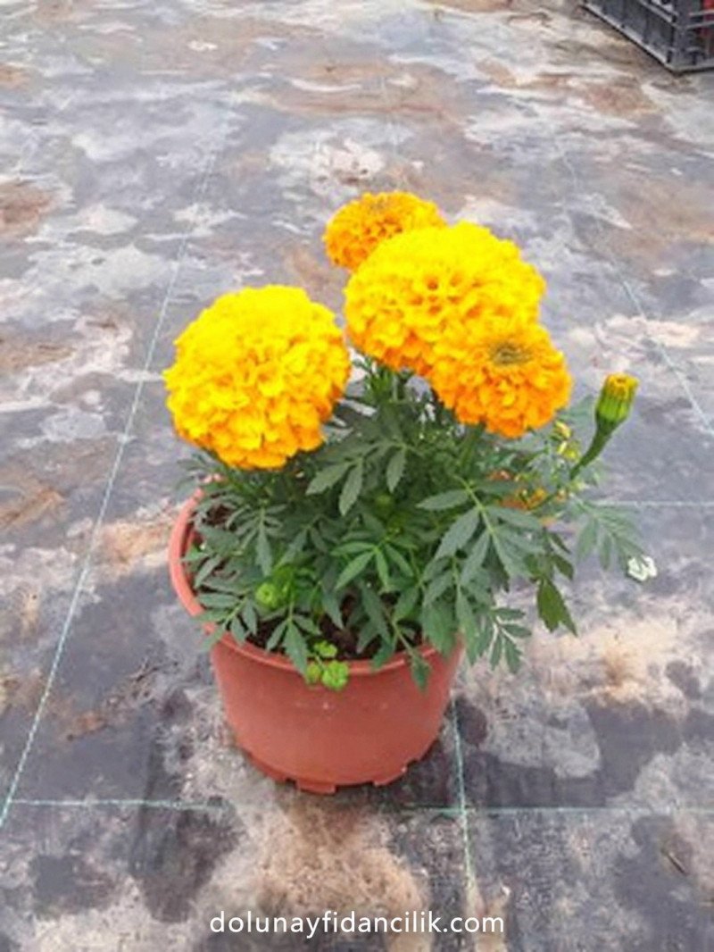 Top Kadife Çiçeği (Tagetes erecta)