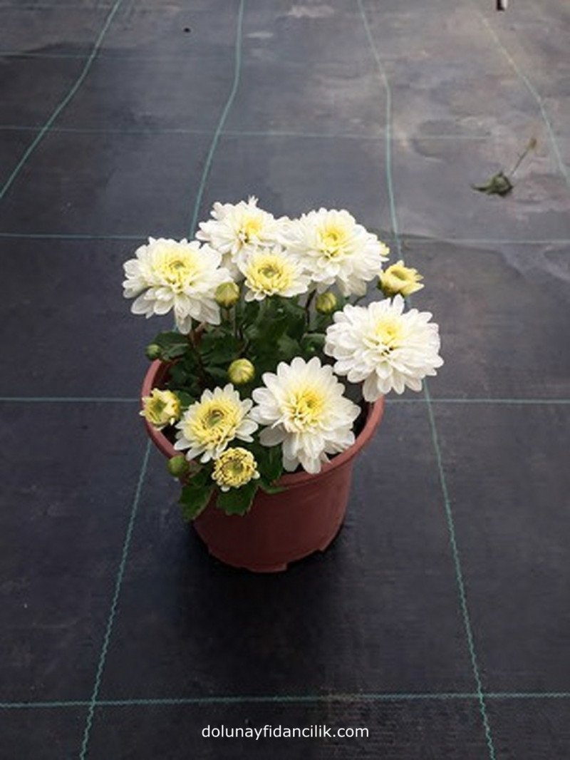 Kasımpatı (Chrysanthemum sp.)