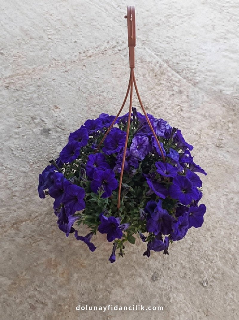 Sarkıcı Petunya (Petunia atkinsiana)