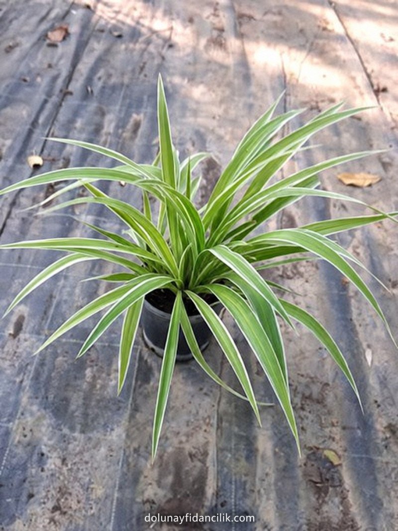 Kurdela Çiçeği (Chlorophytum comosum Variegatum)
