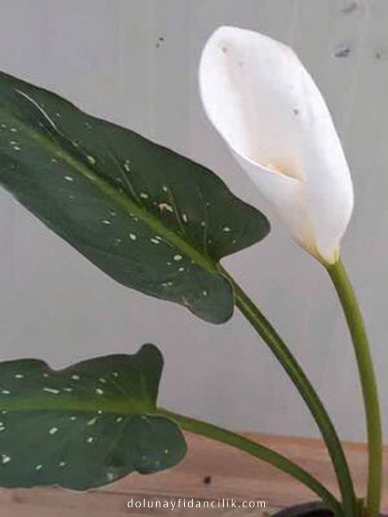 White Giant Gelin Çiçeği (Zantedeschia aethiopica)