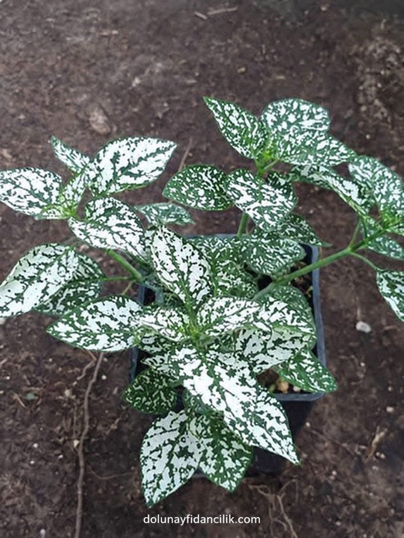 Beyaz Hostes Çiçeği (Hypoestes phyllostachya)