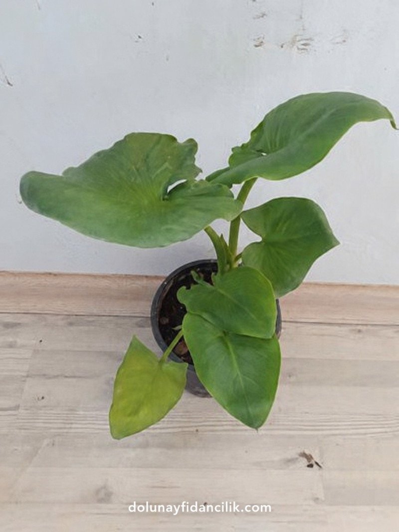 Yeşil Yapraklı Gelin Çiçeği (Zantedeschia aethiopica)