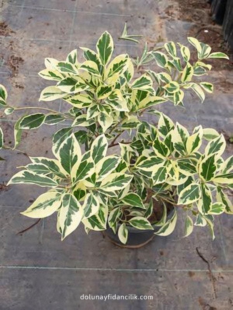 Alacalı Benjamin (Ficus benjamina Starlight)