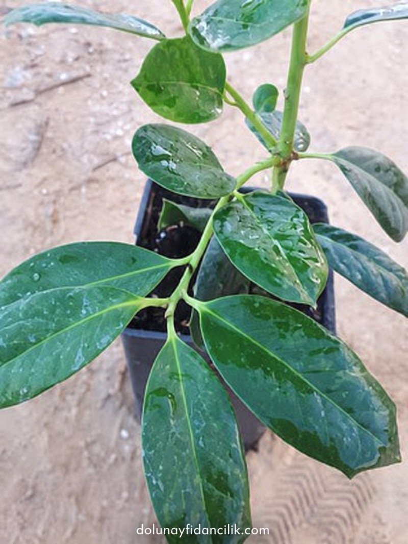 Ilex Nellie R. Stevens Bitkisi