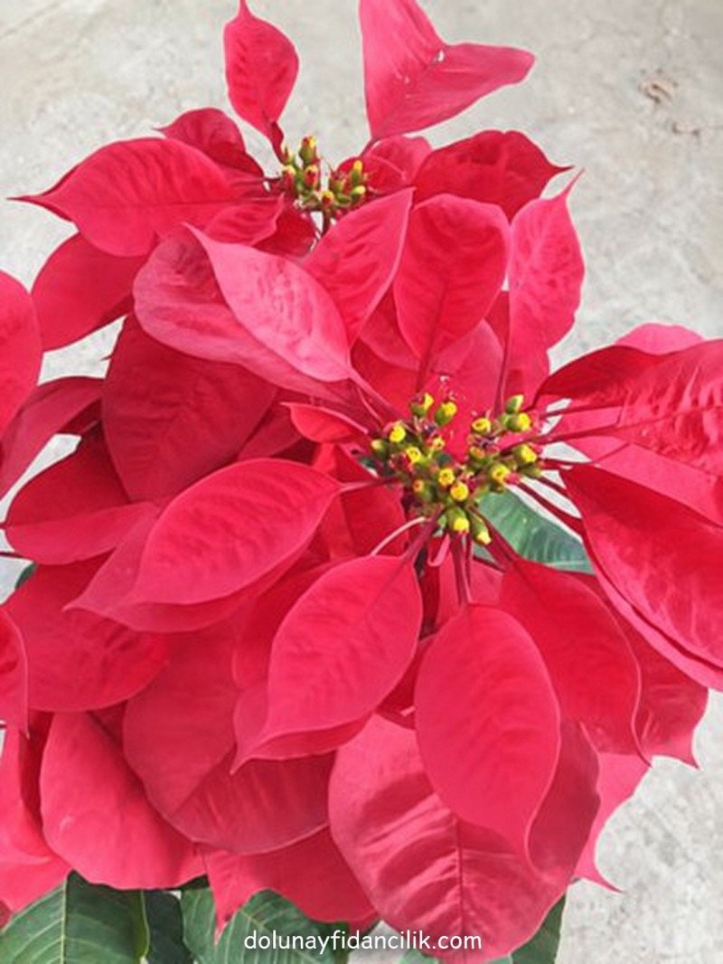 Atatürk Çiçeği (Euphorbia pulcherrima)