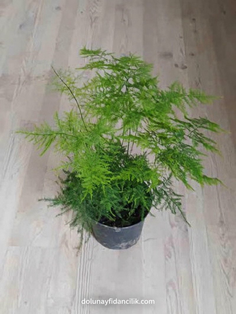 Tül Çiçeği (Asparagus setaceus)