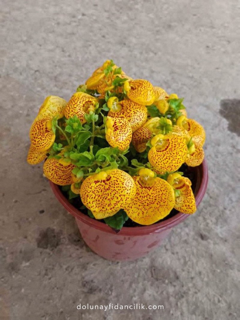 Çanta Çiçeği (Calceolaria integrifolia)