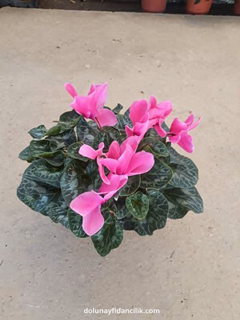 Siklamen (Cyclamen spp.)