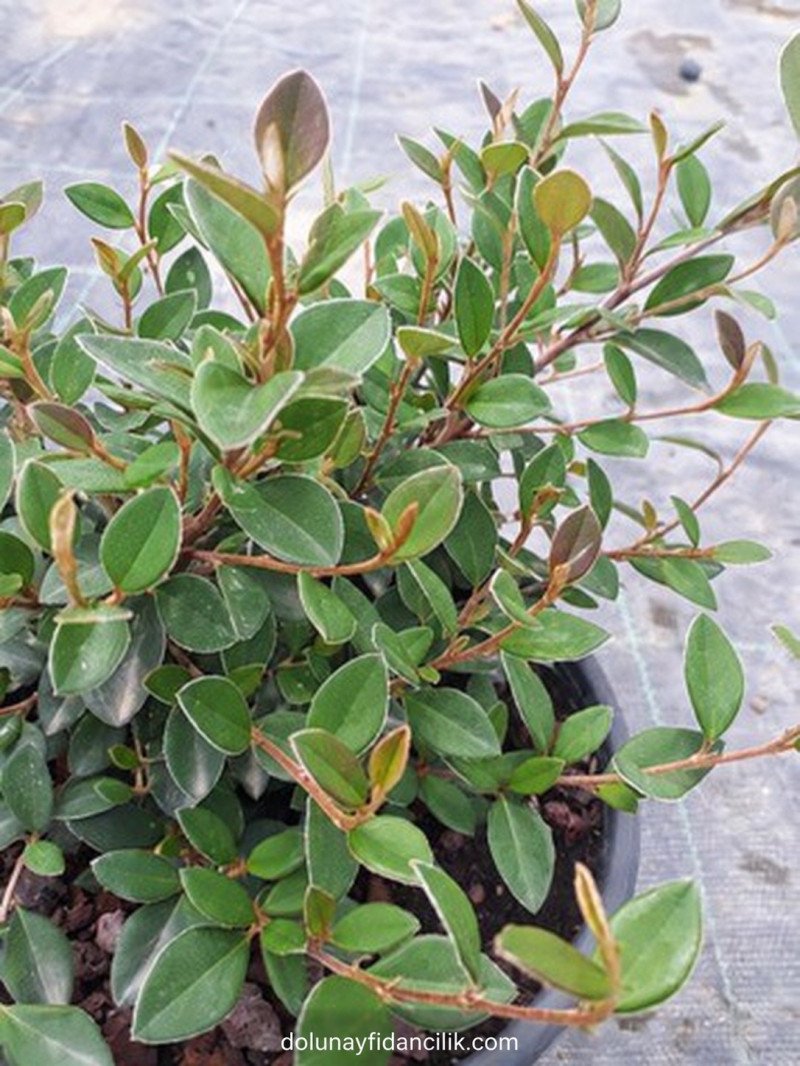 Tibet Dağ Muşmulası (Cotoneaster franchetti)
