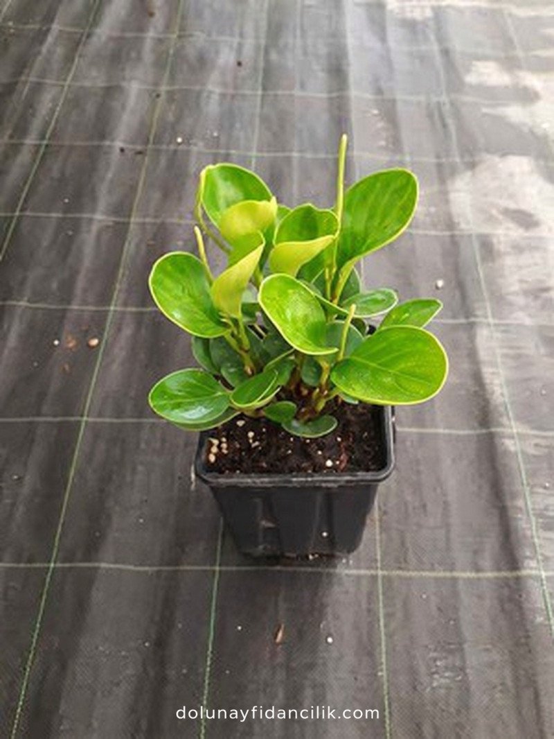 Zümrüt Dalgası Çiçeği (Peperomia)