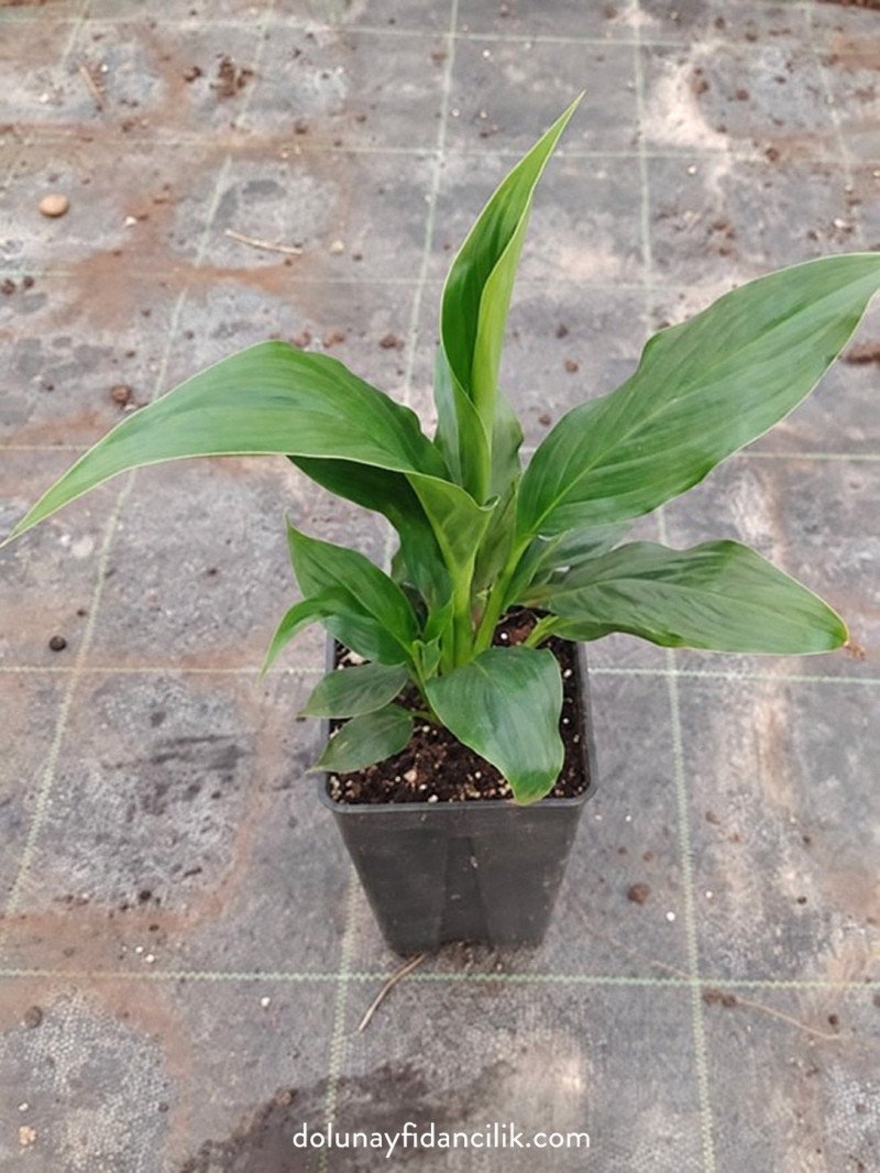 Barış Çiçeği (Spathiphyllum wallisii)