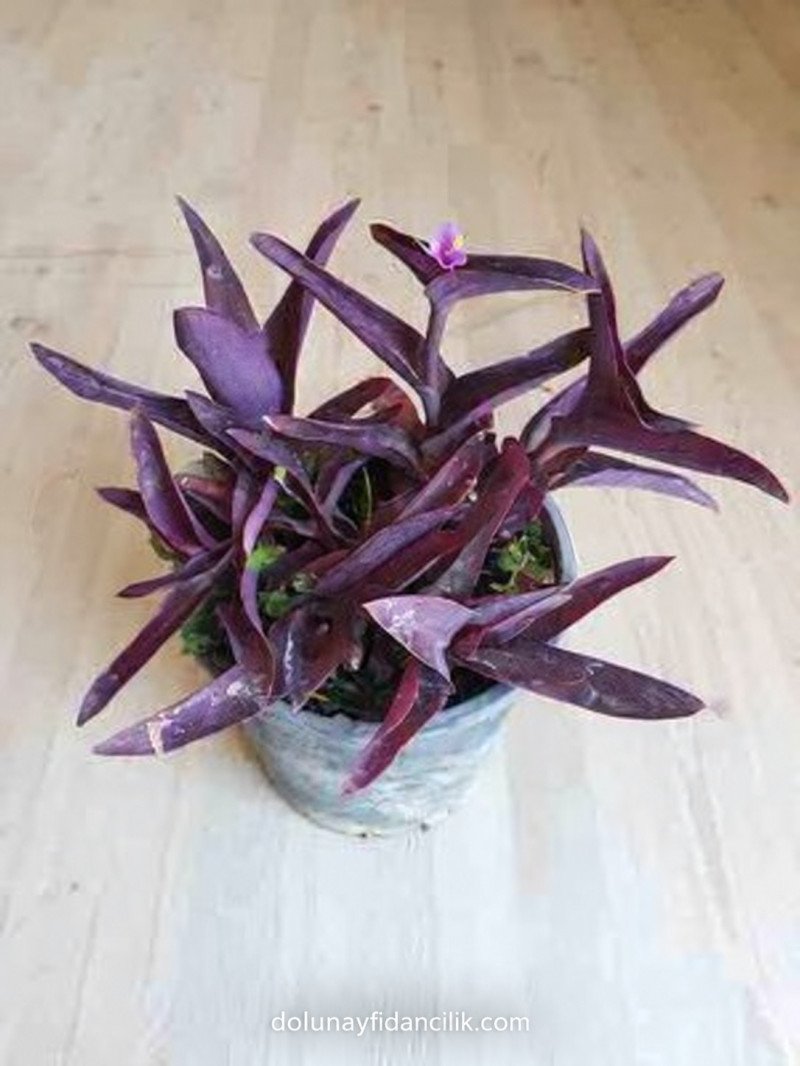 Mor Telgraf Çiçeği (Tradescantia pallida Purple Heart)