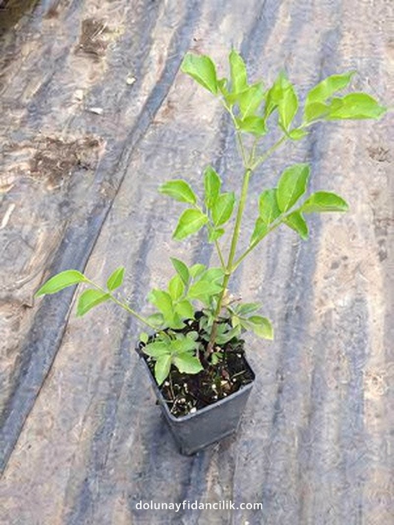 Kara Mürver (Sambucus nigra)