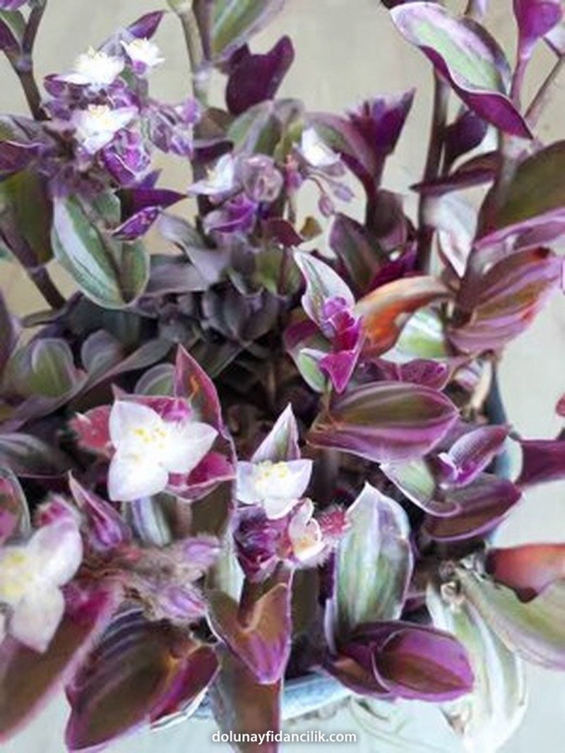 Nanouk Telgraf Çiçeği (Tradescantia)