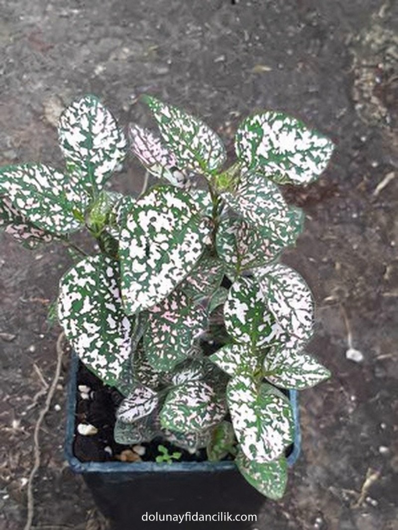 Pembe Hostes Çiçeği (Hypoestes phyllostachya)