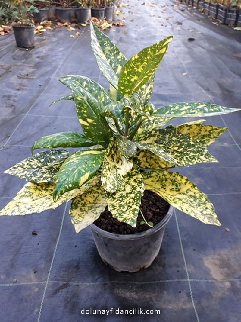 Crotonifolia Gold Japon Defnesi (Aucuba japonica)