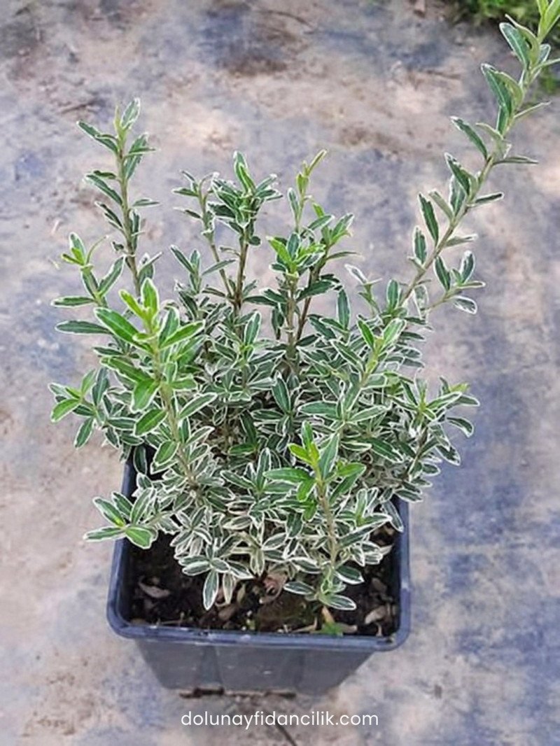 Gümüşi Çıtır Taflan (Euonymus japonicus Microphyllus Albovariegatus)