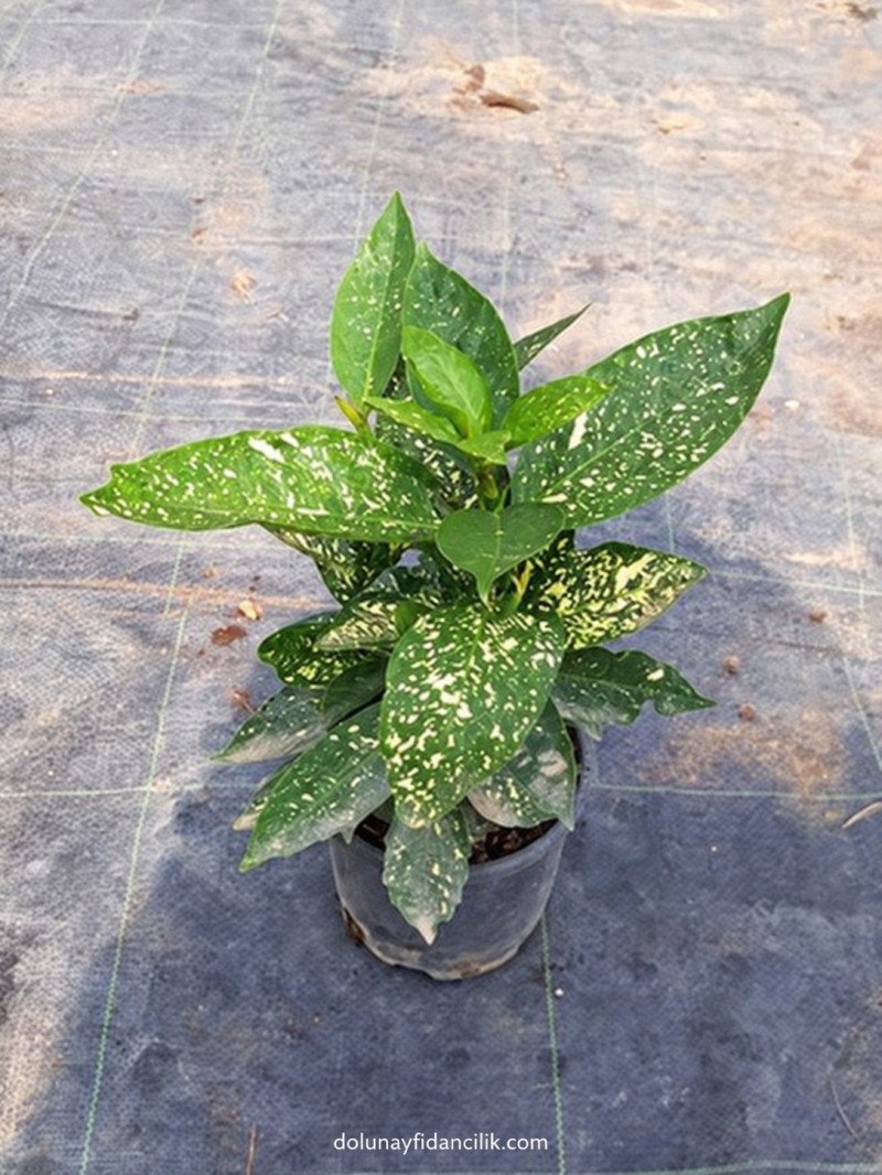 Crotonifolia Japon Defnesi (Aucuba japonica)