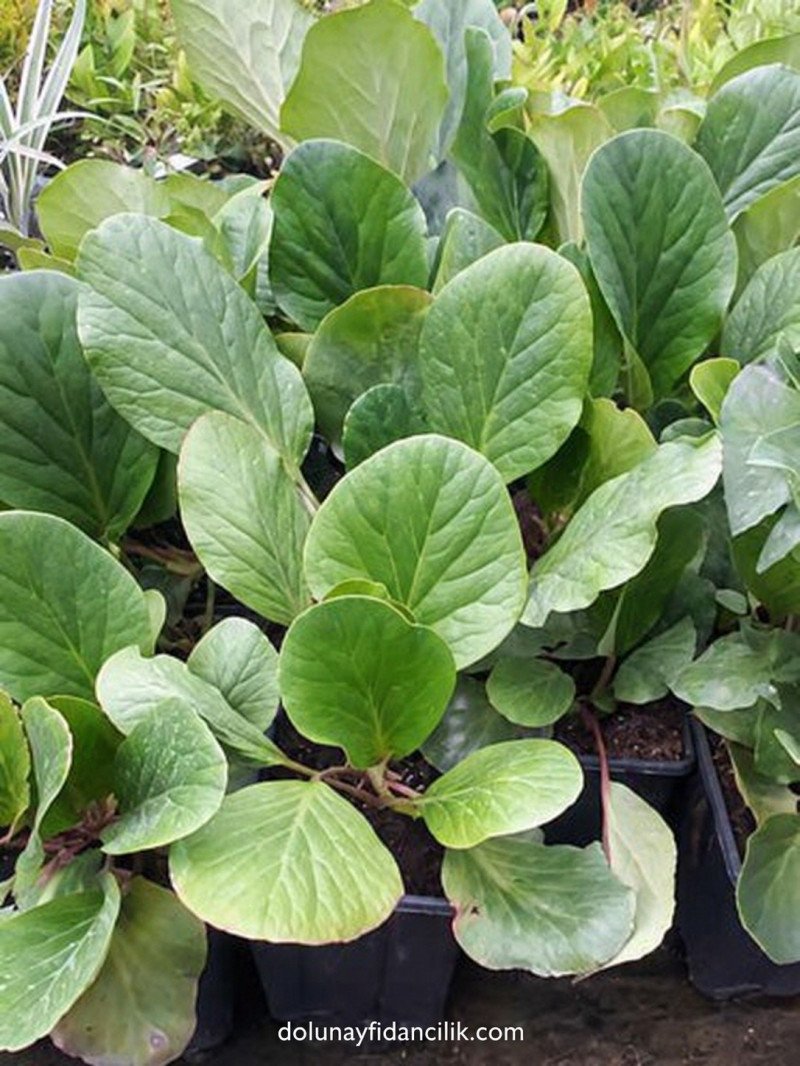 Zemheri Ortancası (Bergenia cordifolia)