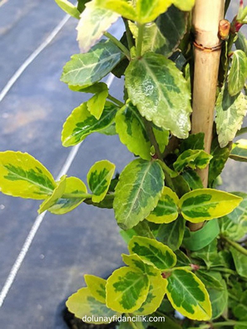Altuni Yayılıcı Taflan (Euonymus fortunei Emerald Gold)