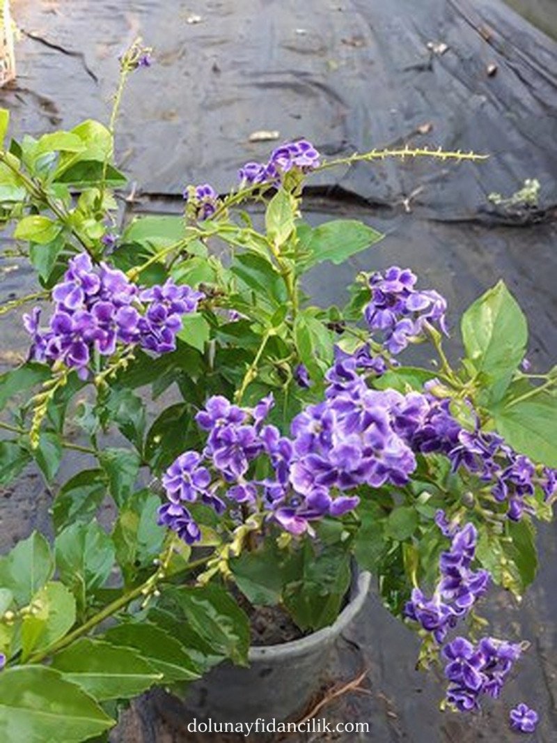 Ağaç Menekşesi (Duranta erecta)