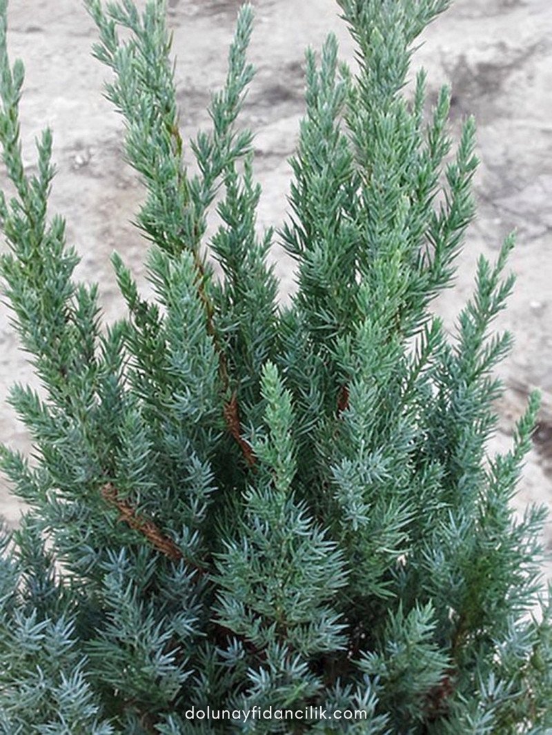 Stricta Ardıç (Juniperus chinensis Stricta)
