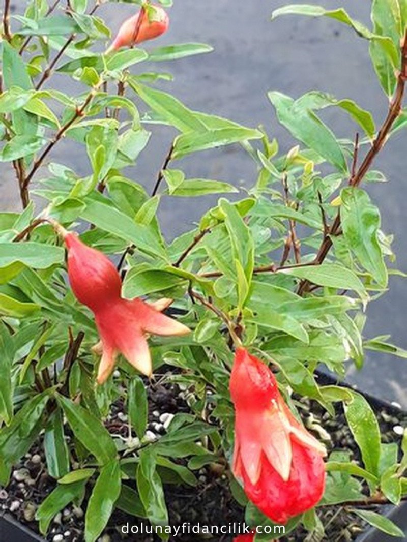 Bodur Süs Narı (Punica granatum Nana)
